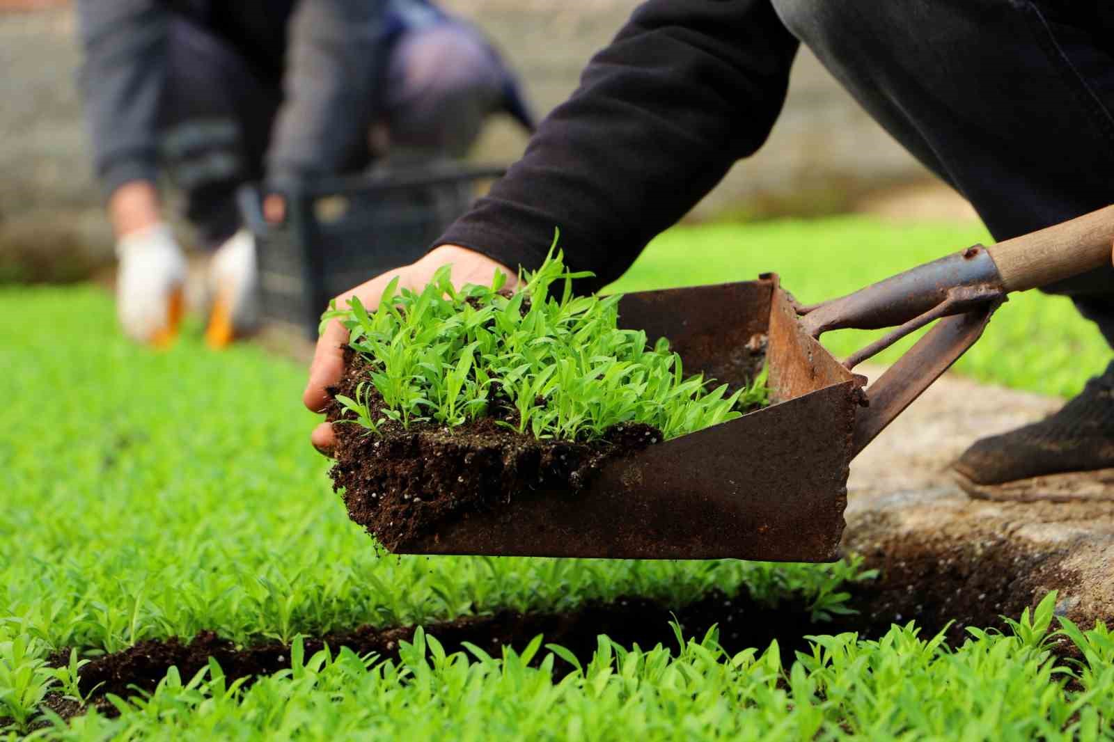 Diyarbakır&rsquo;a 2 milyon &Ccedil;in karanfili ekilecek
