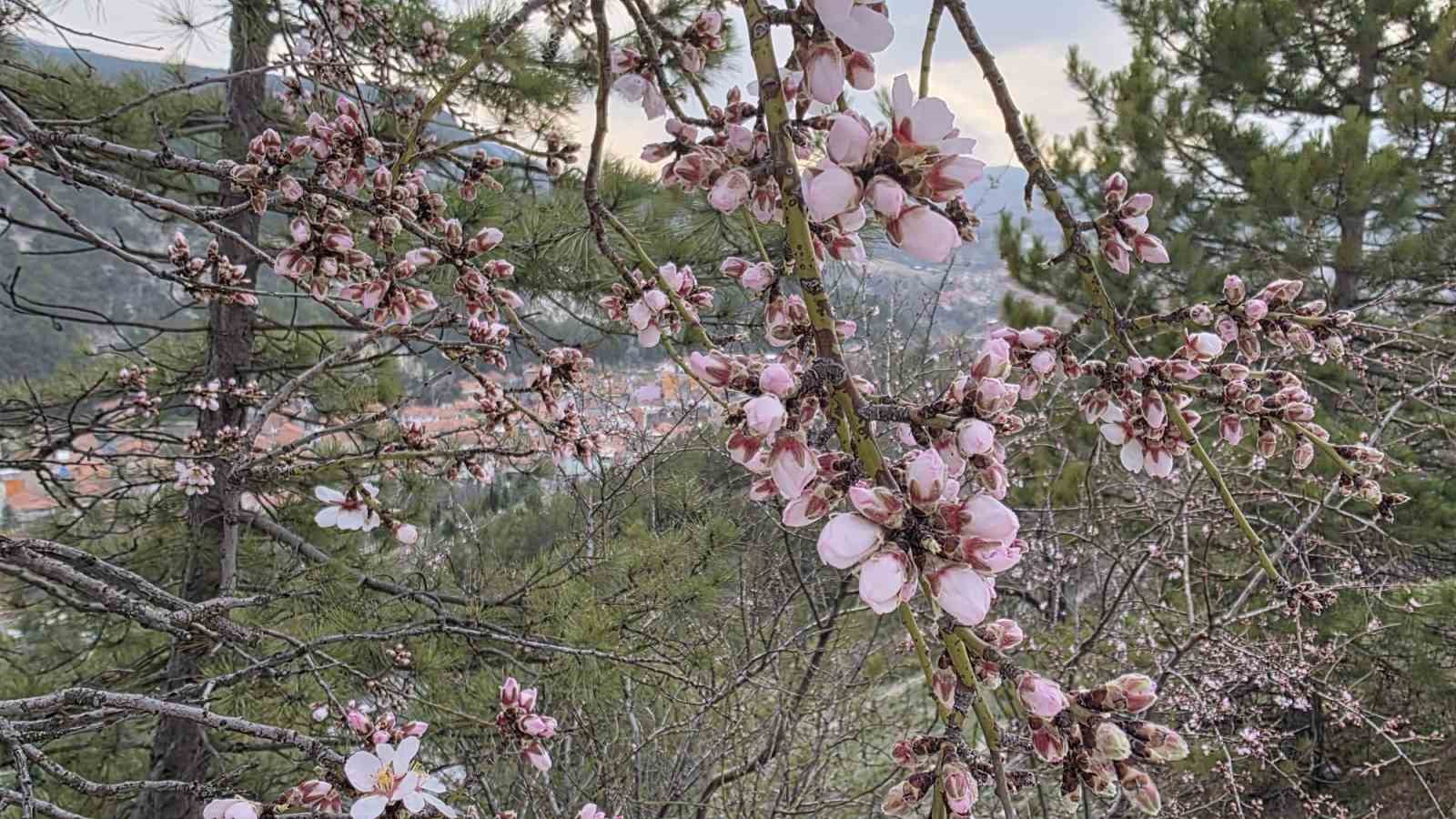 K&uuml;tahya&rsquo;da badem ağa&ccedil;ları &ccedil;i&ccedil;ek a&ccedil;tı
