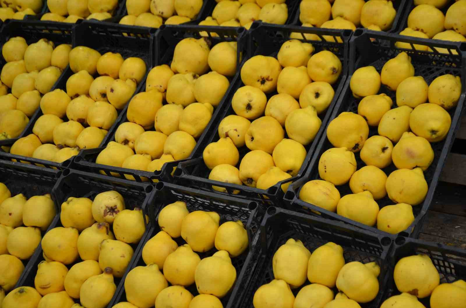 Ayvayı bu sene ayaz vurdu, fiyatlar fırladı
