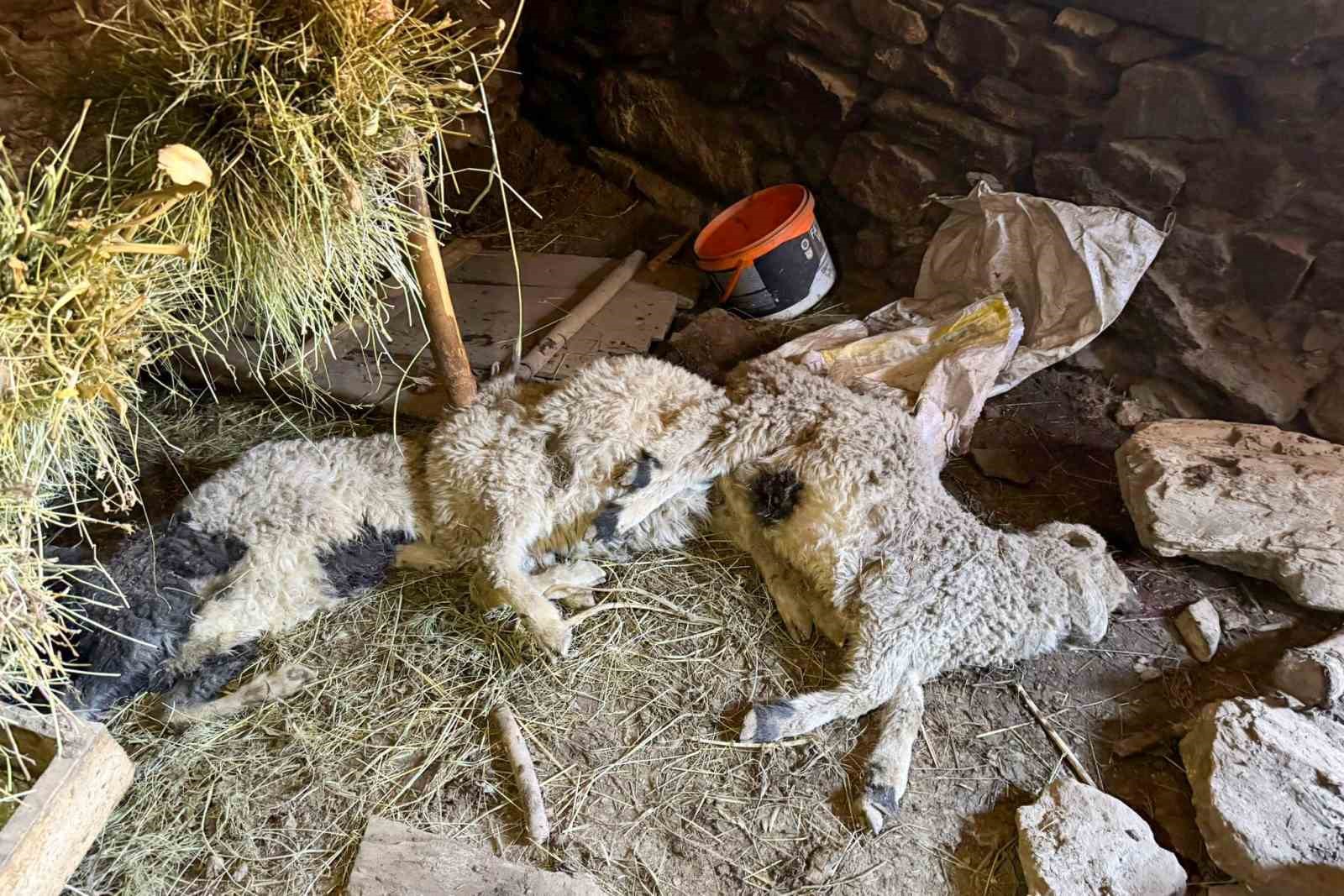 &Ccedil;atak&rsquo;ta ahır &ccedil;&ouml;kt&uuml;: 50 kuzu g&ouml;&ccedil;&uuml;k altında kaldı
