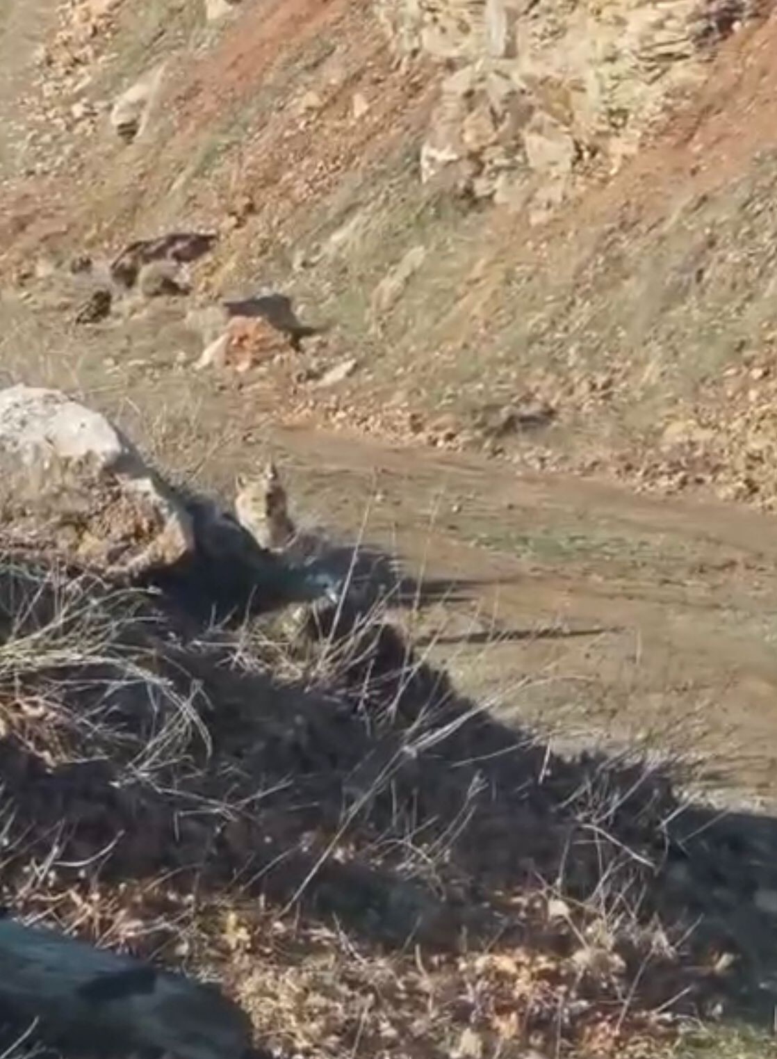 Akdağ&rsquo;ın eteklerinde vaşak, kurt ve dağ ke&ccedil;isi peş peşe g&ouml;r&uuml;ld&uuml;
