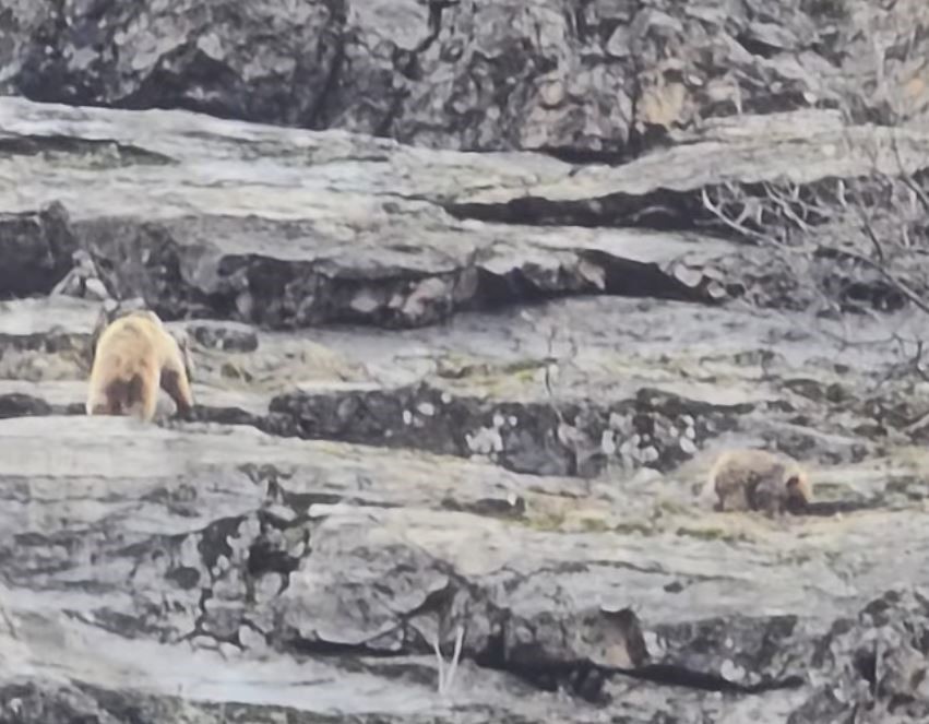 Munzur Vadisi&rsquo;nde anne ayı ve yavruları g&ouml;r&uuml;nt&uuml;lendi
