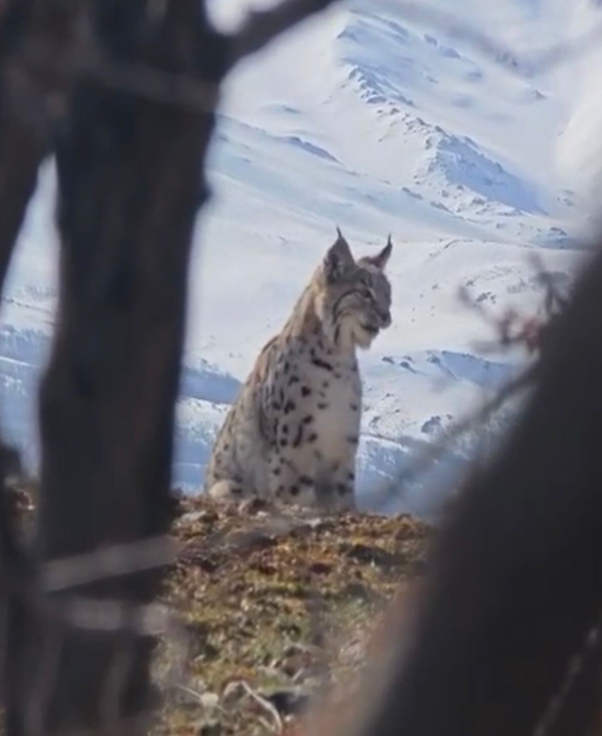 Akdağ’ın eteklerinde vaşak, kurt ve dağ keçisi peş peşe görüldü