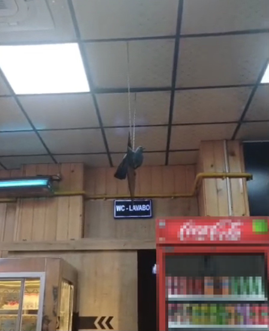 İftarda lokantaya giren g&uuml;vercin ortalığı karıştırdı
