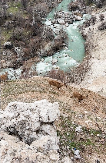 Dağ ke&ccedil;ileri s&uuml;r&uuml; halinde g&ouml;r&uuml;nt&uuml;lendi
