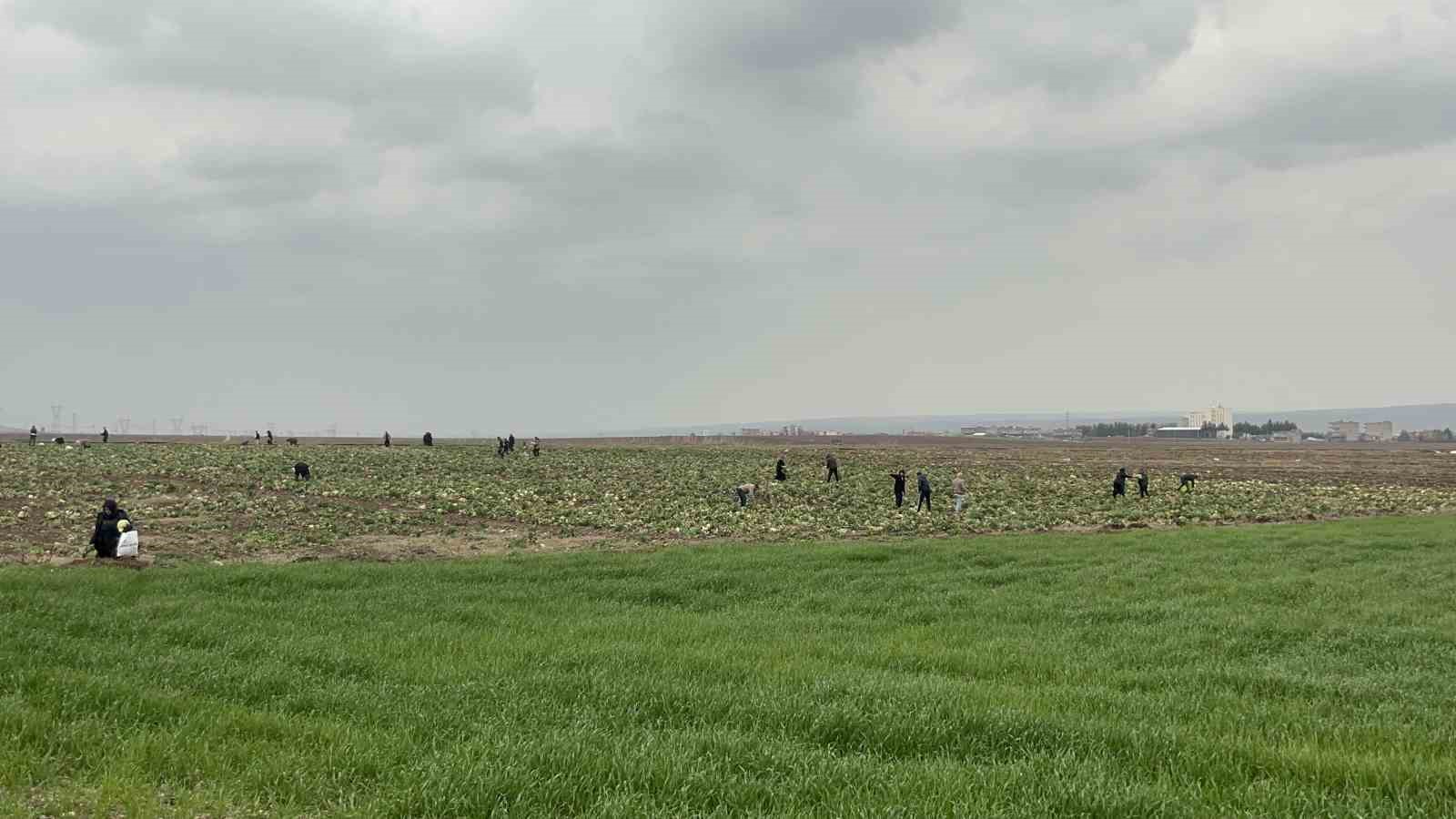 Bedava lahanayı duyan yağmura rağmen tarlaya akın etti