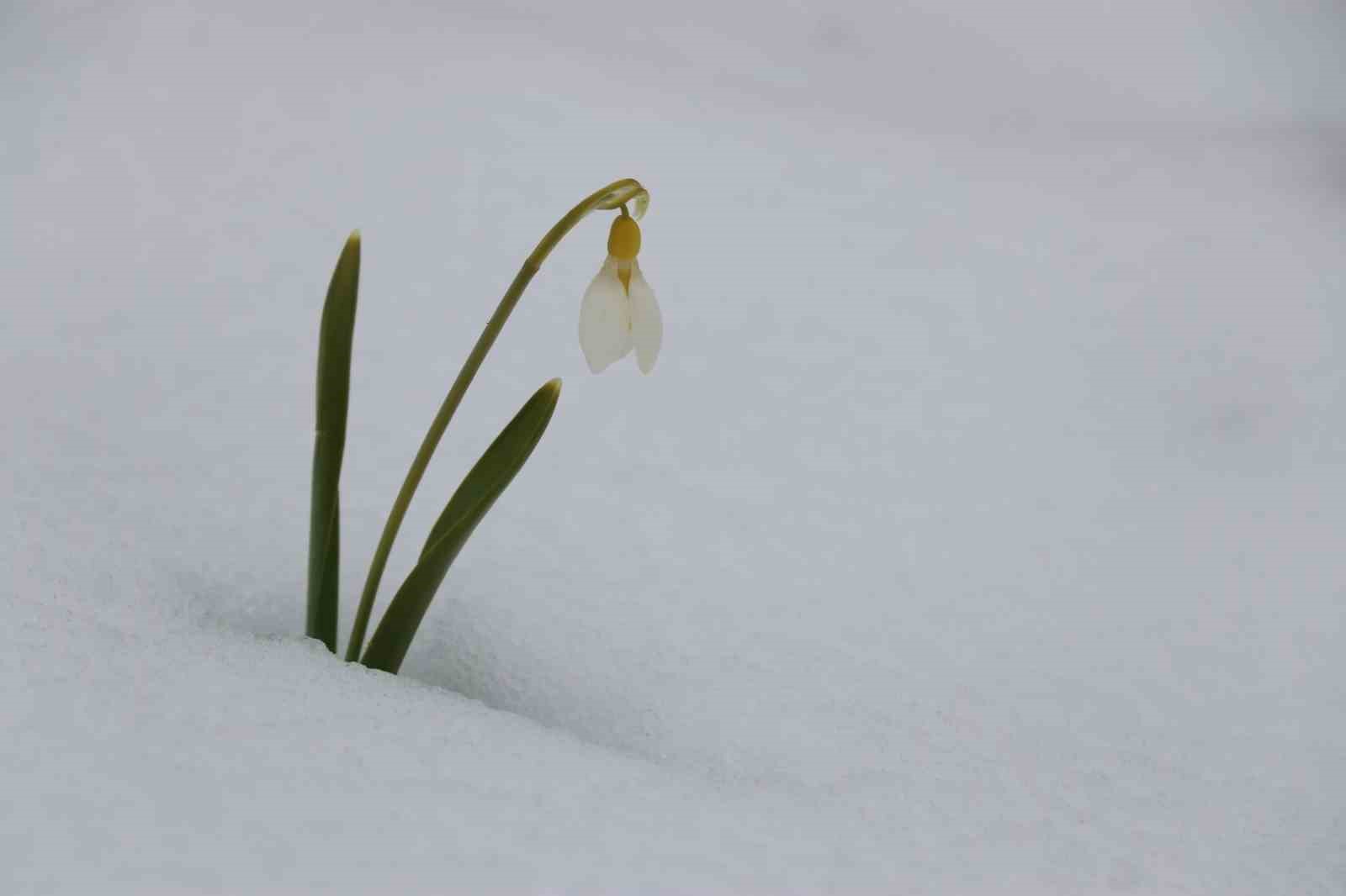 Mart karı kardelenleri yeniden beyaza b&uuml;r&uuml;d&uuml;
