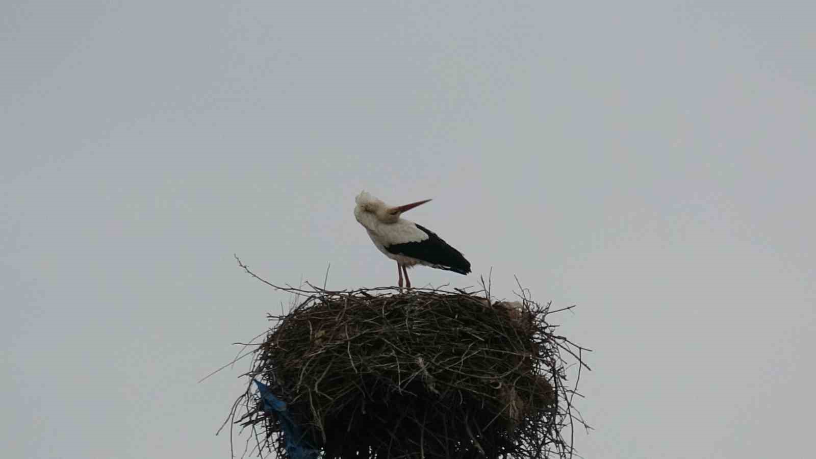 Binlerce kilometre mesafe kateden leylekler yuvalarını Diyarbakır&rsquo;da kuruyor
