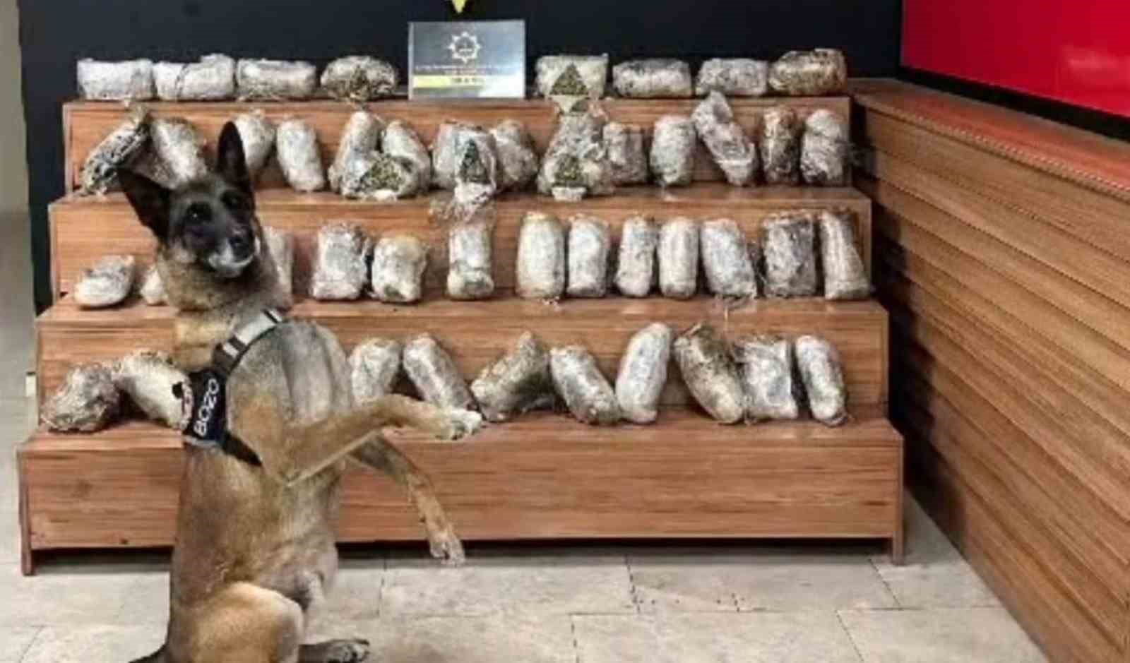 Şanlıurfa’da 17 kilo 550 gram skunk ele geçirildi