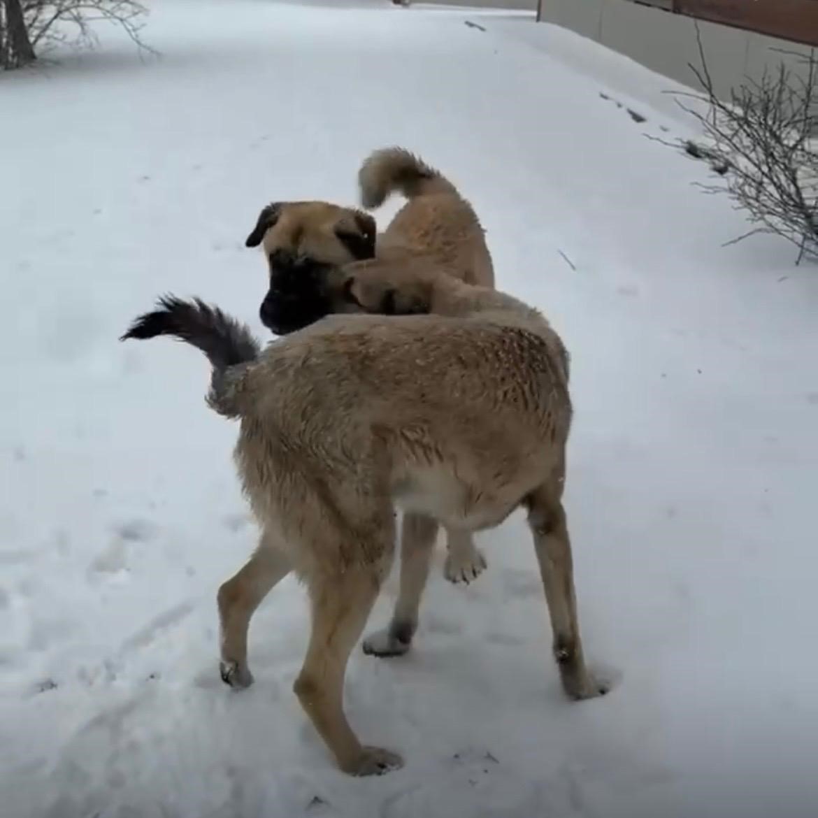 İzmir&rsquo;in y&uuml;ksek kesimlerine bayramda kar yağdı
