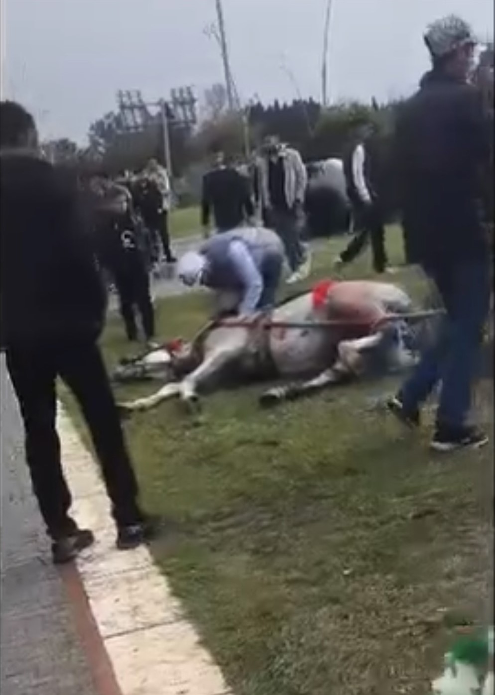 Atını sopa ve tekmeyle bayılttı