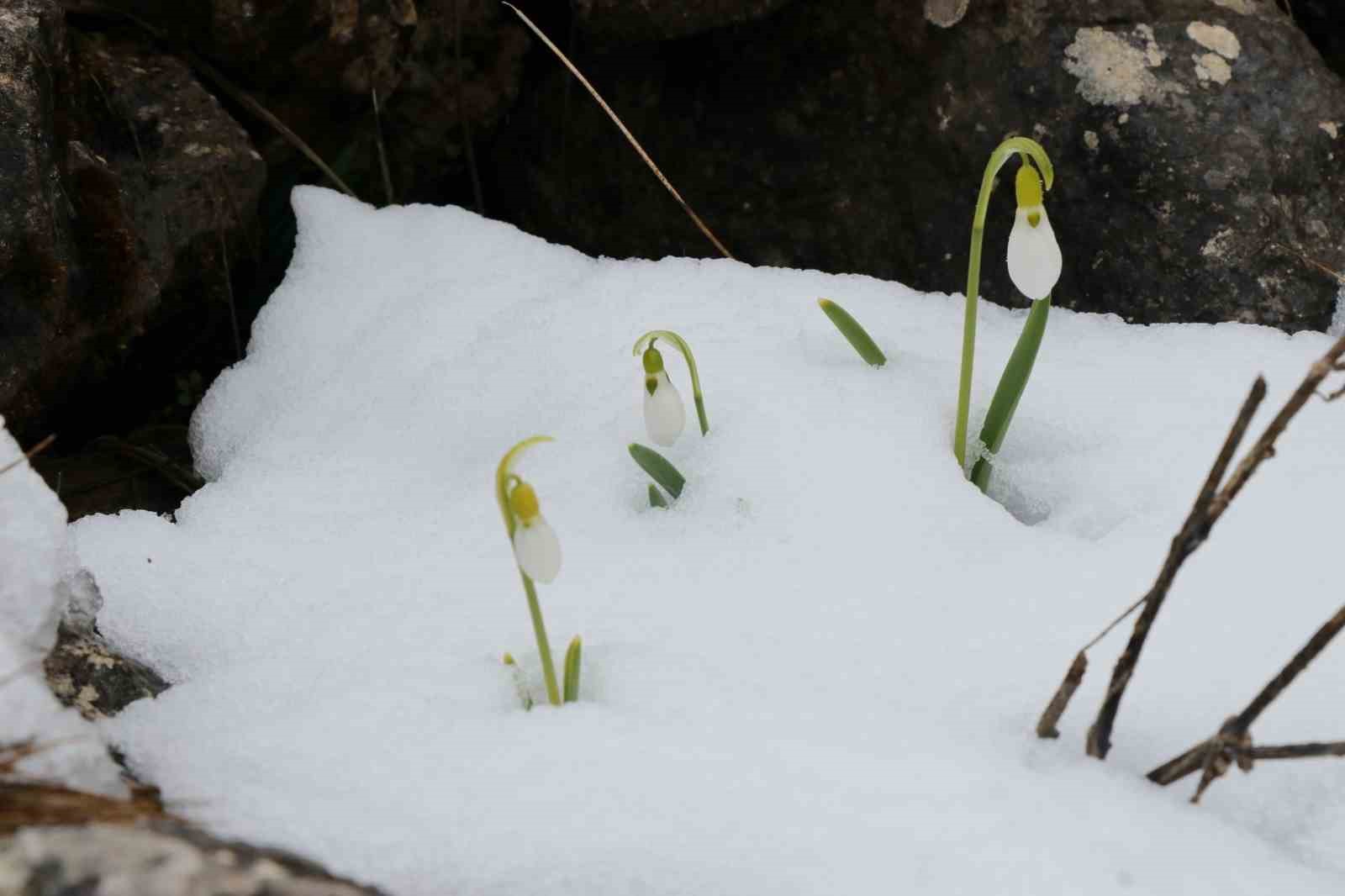 Mart karı kardelenleri yeniden beyaza bürüdü