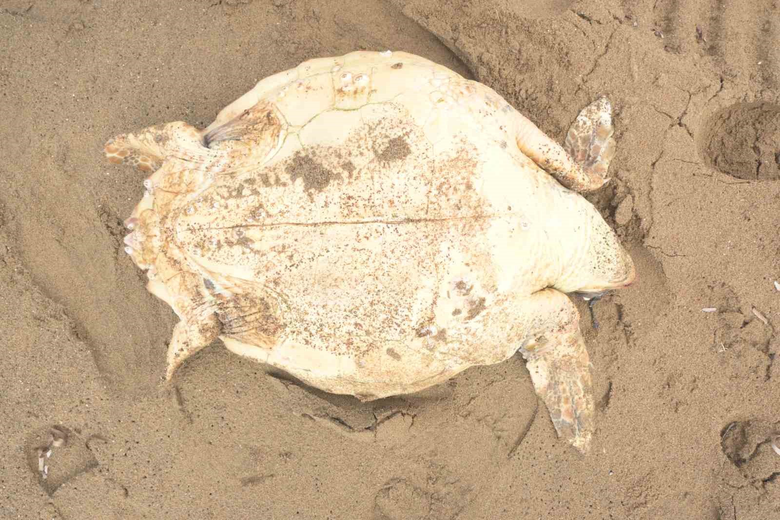 Antalya’da ölü caretta caretta kıyıya vurdu