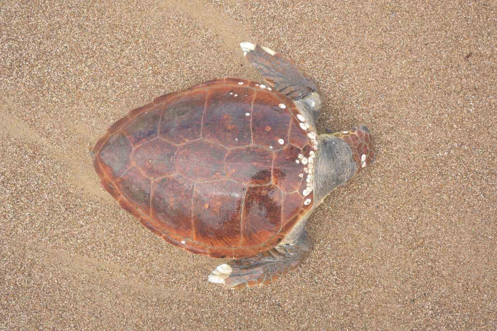 Antalya&rsquo;da &ouml;l&uuml; caretta caretta kıyıya vurdu
