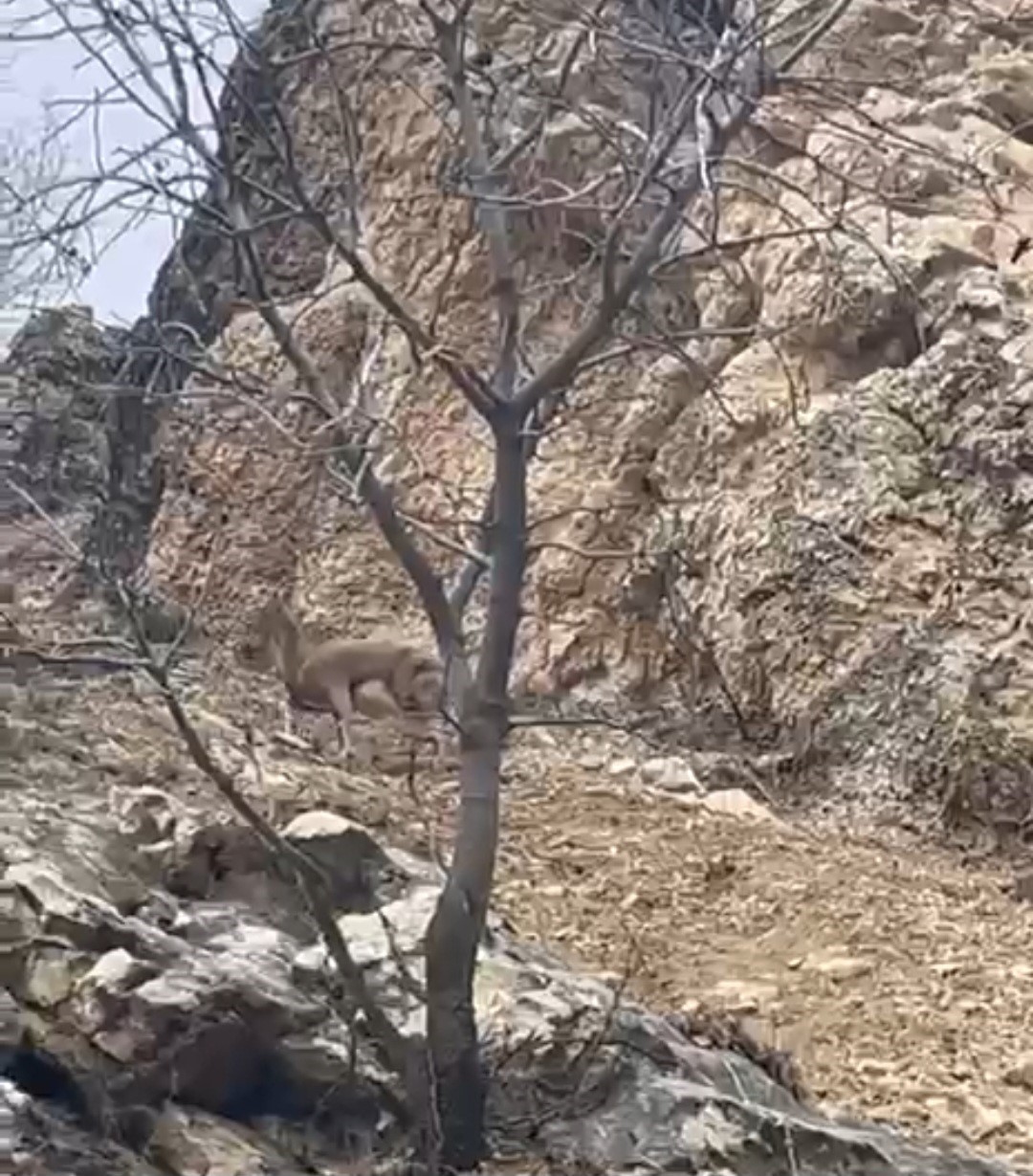 Elazığ’da 3 ayaklı yaban keçisi azmiyle şaşırttı