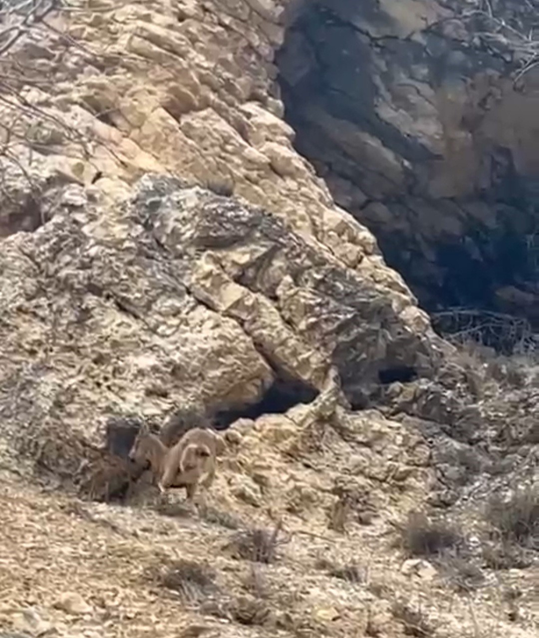 Elazığ&rsquo;da 3 ayaklı yaban ke&ccedil;isi azmiyle şaşırttı
