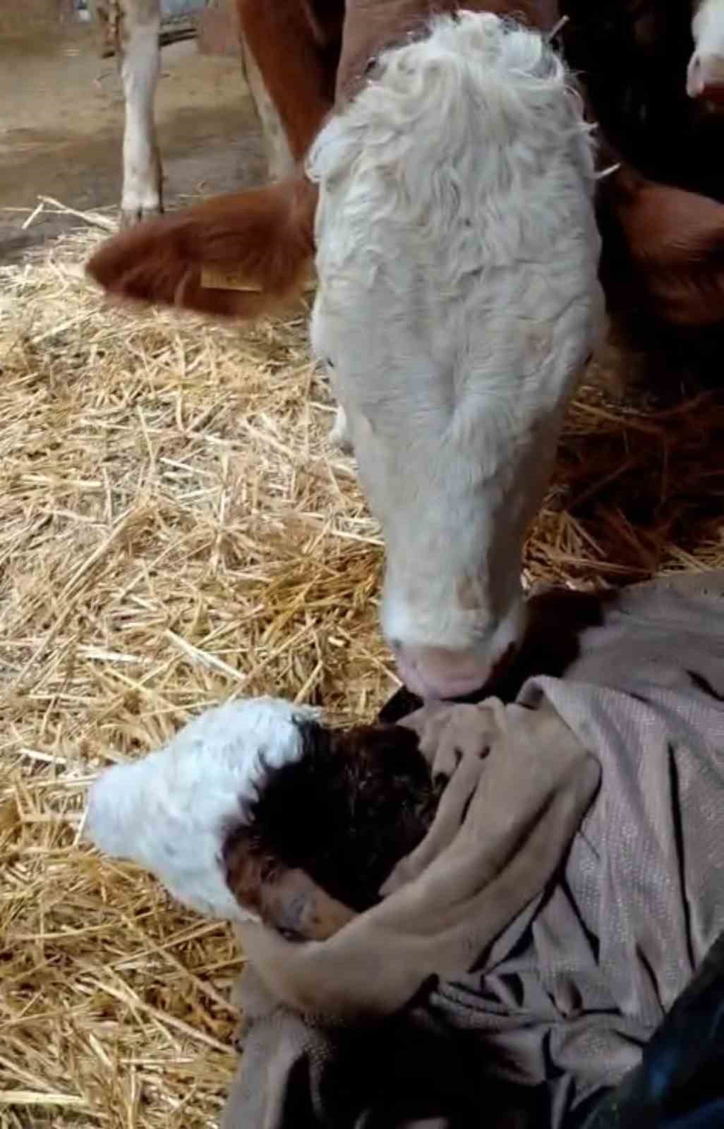 Bayram sabahı doğan buzağıyı görünce türküler söyledi