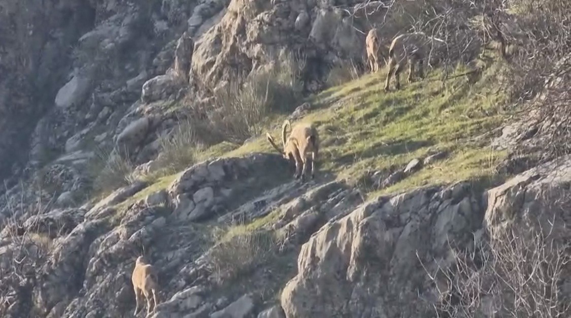 Diyarbakır&rsquo;da pop&uuml;lasyonu hızlı artan dağ ke&ccedil;ileri g&ouml;r&uuml;ld&uuml;
