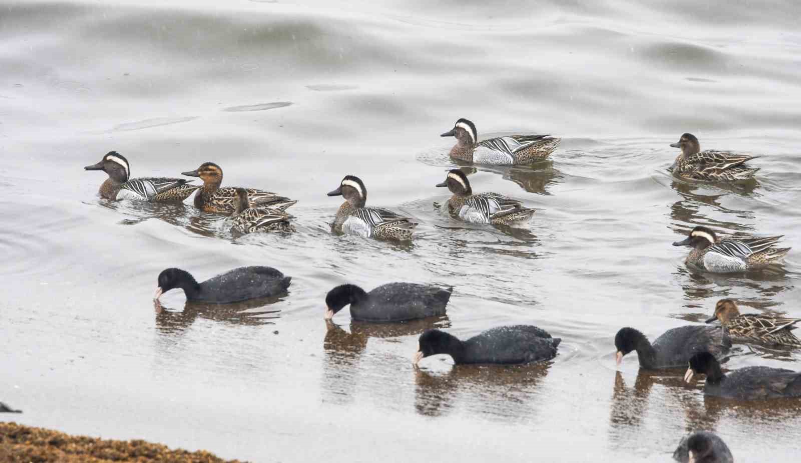 &Ccedil;ıkrık&ccedil;ın &ouml;rdekleri Van G&ouml;l&uuml; sahilinde g&ouml;r&uuml;nt&uuml;lendi
