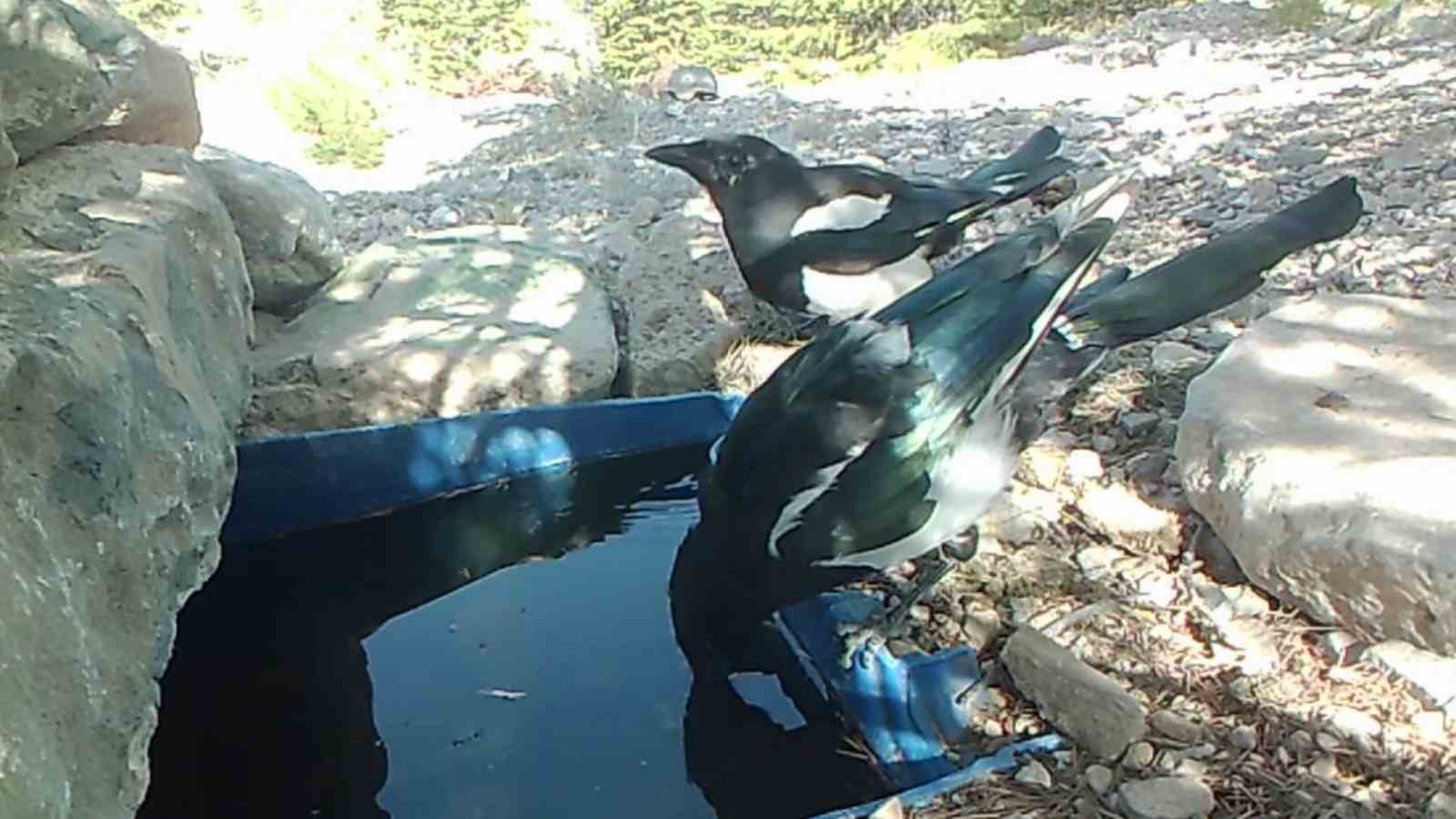 Su içen yaban hayvanları fotokapanla görüntülendi