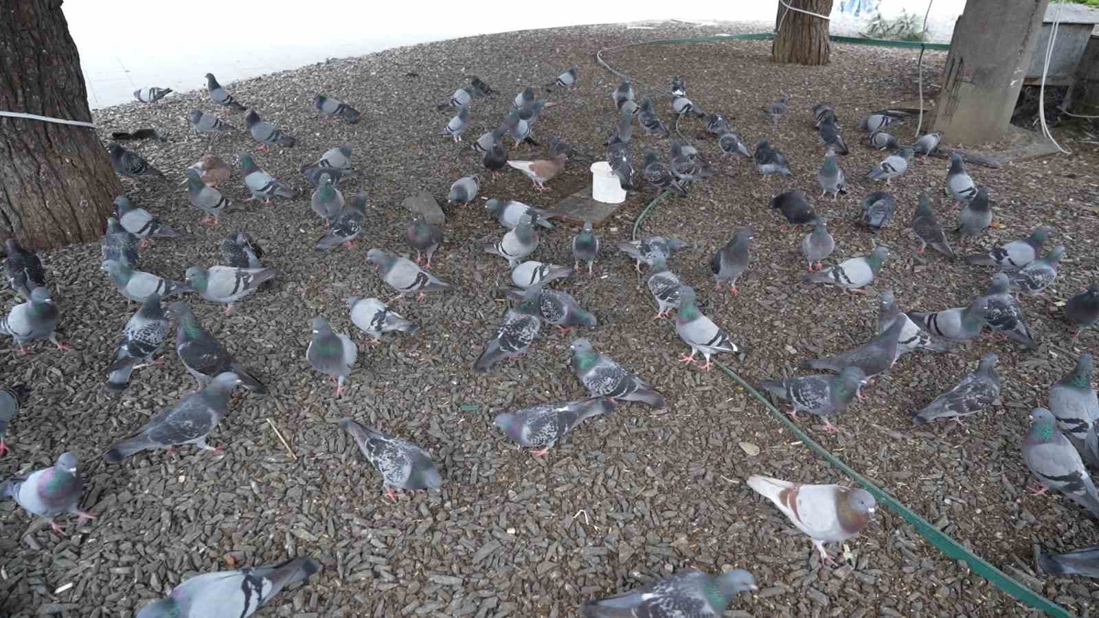 "&Ccedil;ocukların Kuş&ccedil;u Dedesi" kuşlar i&ccedil;in meydanı terk etmiyor
