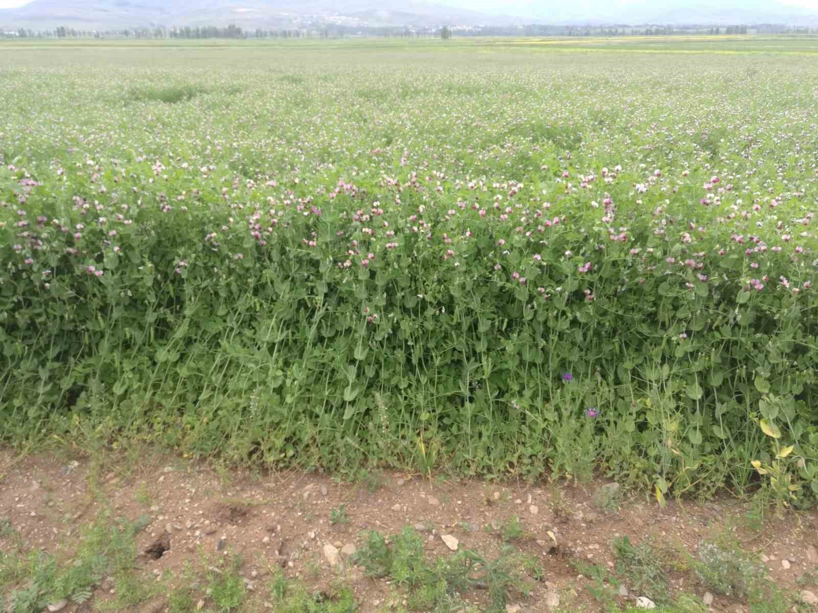 Bayburt&rsquo;ta y&uuml;zde 50 hibeli bezelye tohumu desteğinde başvurular 23 Mart&rsquo;ta başlıyor
