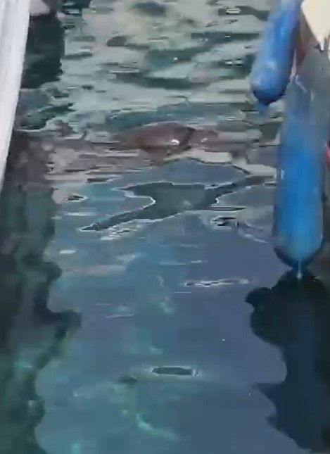 Akyarlar&rsquo;da yavru Akdeniz foku ilgi odağı oldu
