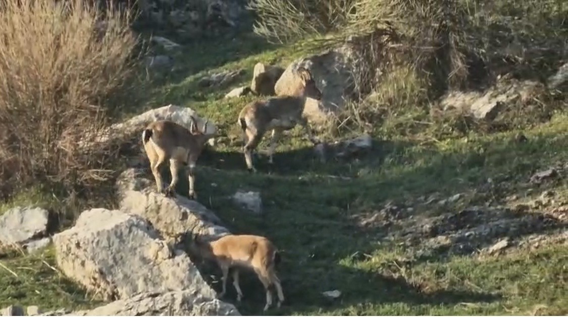 Diyarbakır’da popülasyonu hızlı artan dağ keçileri görüldü