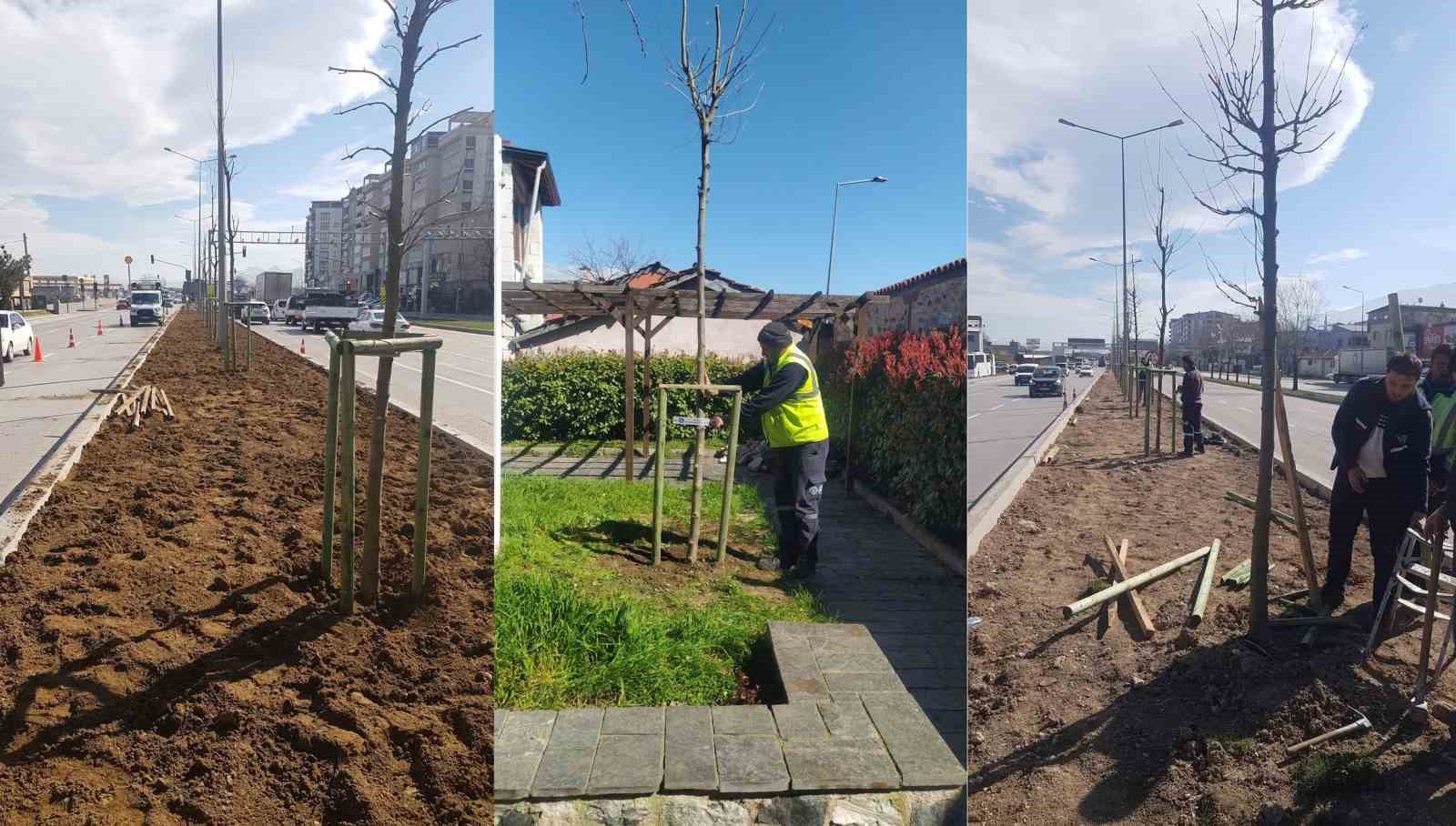 Bursa’nın 700 yıllık mirası 700 çınarla kök salıyor