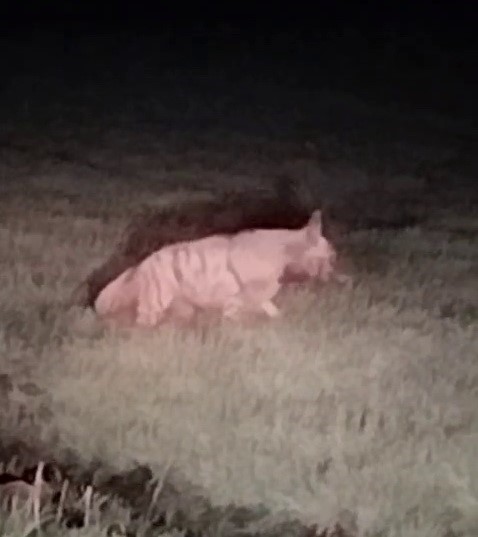 Adıyaman’da çizgili sırtlan görüldü