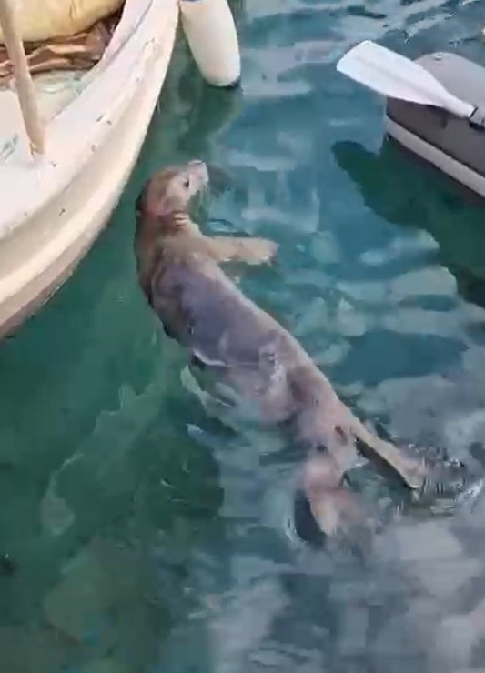 Akyarlar’da yavru Akdeniz foku ilgi odağı oldu