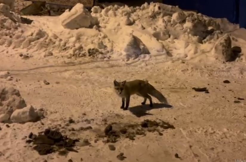Ardahan&rsquo;da bir adam, her g&uuml;n evinin &ouml;n&uuml;ne gelen tilkiyi besliyor
