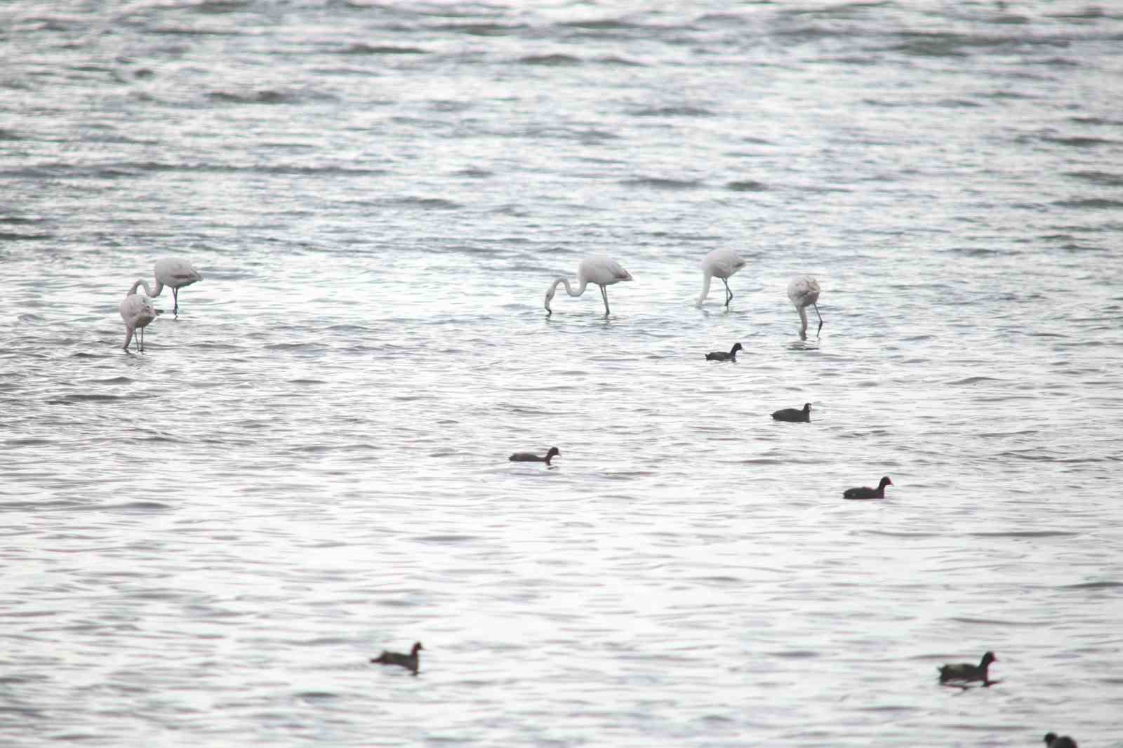 Flamingolar Van G&ouml;l&uuml; Havzası&rsquo;na geri d&ouml;nd&uuml;
