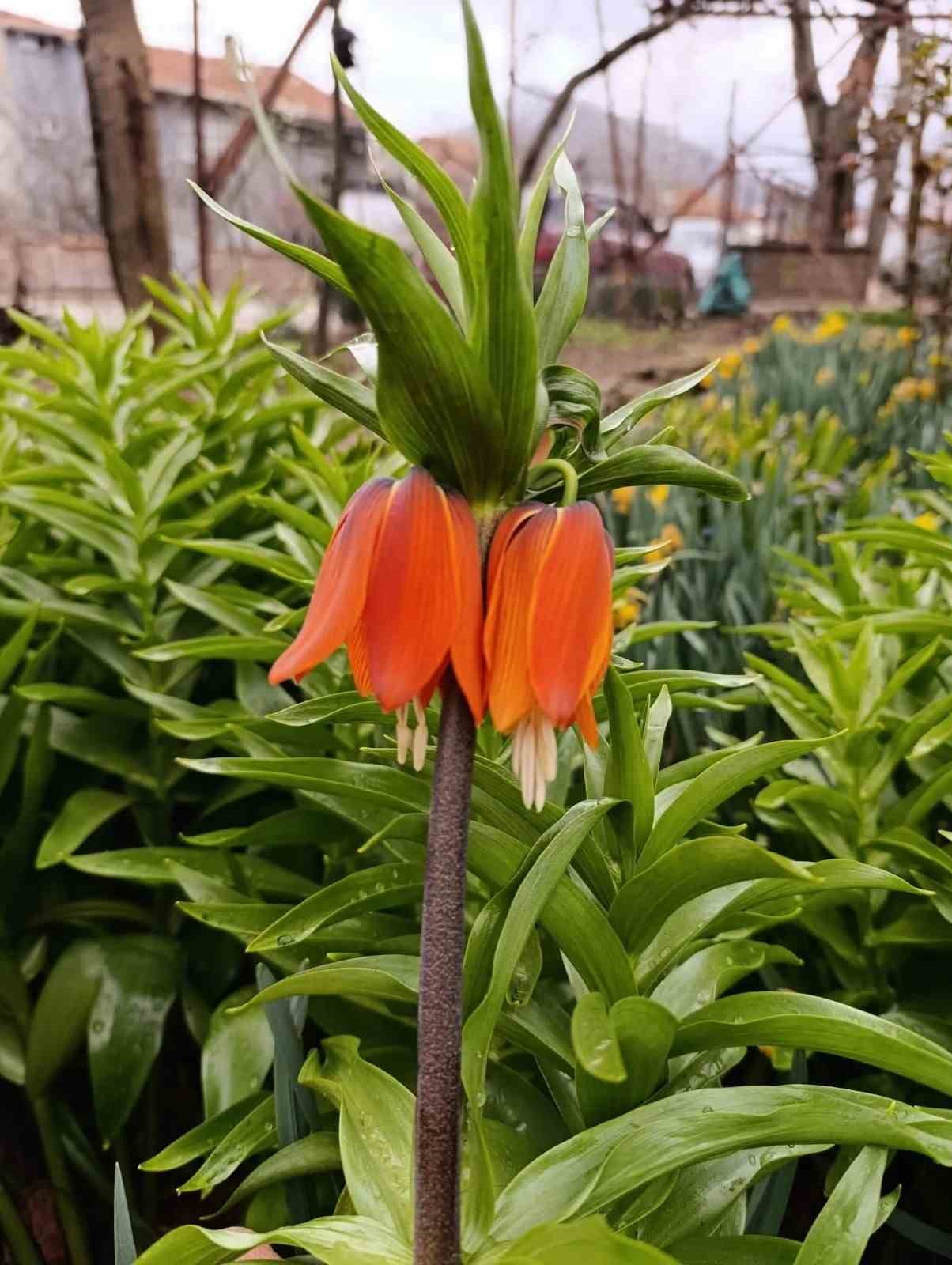 K&uuml;tahya&rsquo;da "Ağlayan Gelin" g&uuml;zelliği
