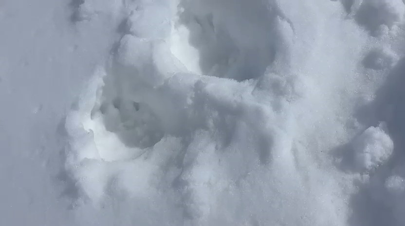 Gümüşhane’de akılalmaz olay: Ayılar bu kez kapıdan değil pencereden girdi