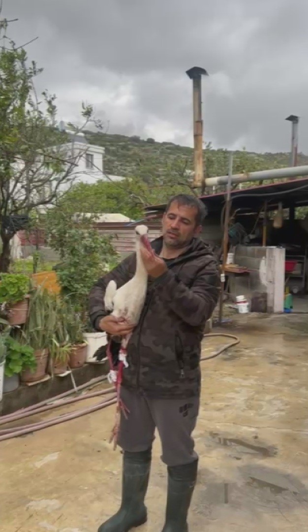 G&ouml;&ccedil; yolundaki leyleklere av t&uuml;feğiyle ateş ettiler
