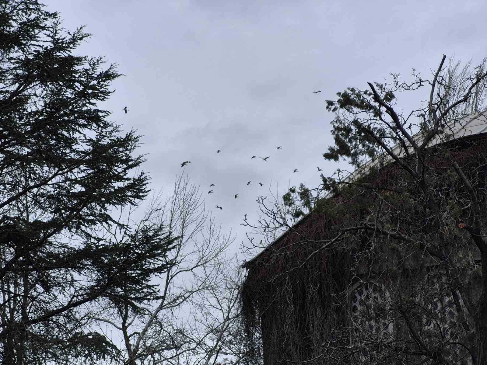 Leyleklerin g&ouml;ky&uuml;z&uuml;ndeki dansı g&ouml;rsel ş&ouml;len oluşturdu
