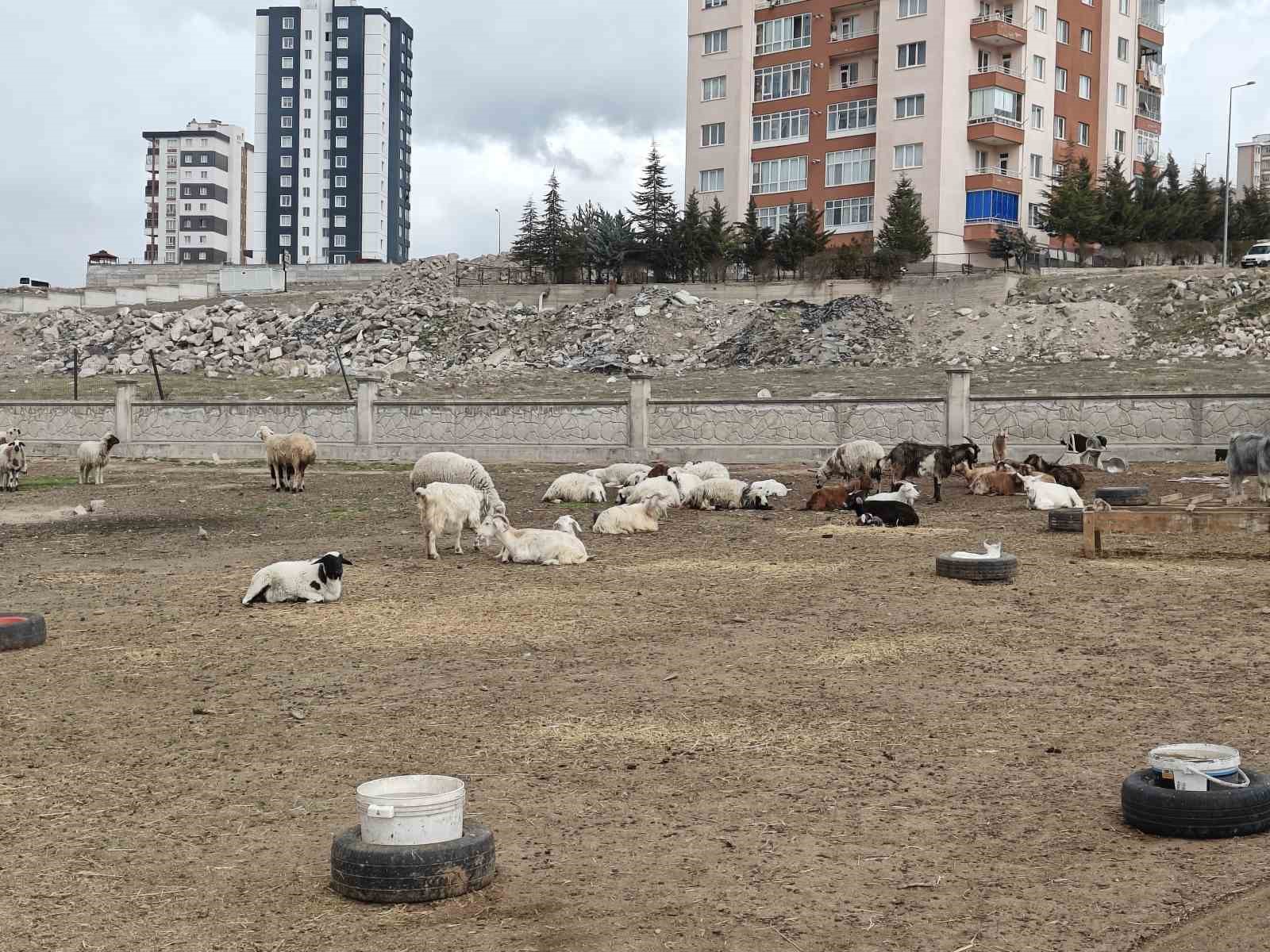 Kayseri&rsquo;de ahıra hayvan saldırdı: 6 ke&ccedil;i telef 5 ke&ccedil;i kayıp
