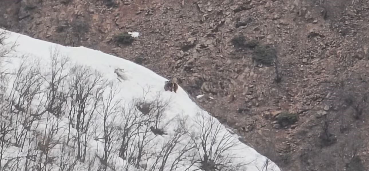 P&uuml;l&uuml;m&uuml;r Vadisi&rsquo;nde oyun oynayan ayılar g&ouml;r&uuml;nt&uuml;lendi
