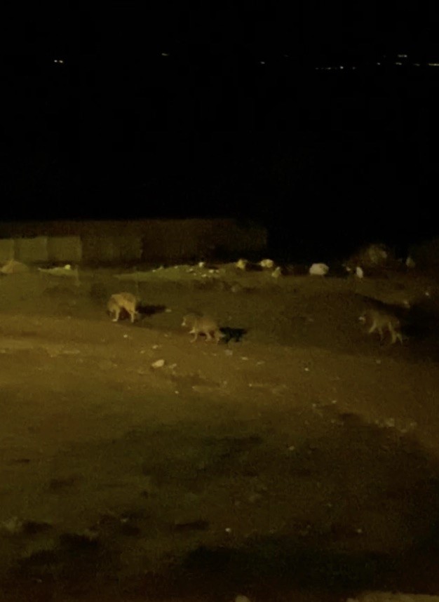 Köye inen kurt sürüsü kamerada