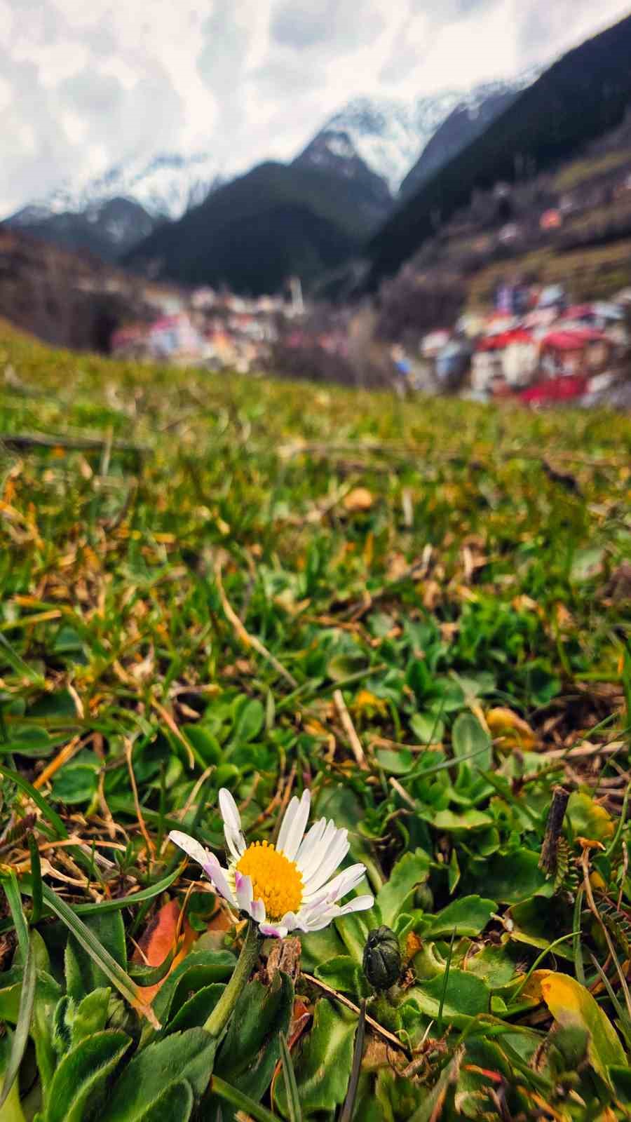 G&uuml;m&uuml;şhane&rsquo;de baharın renkleri kışın beyazıyla kucaklaştı
