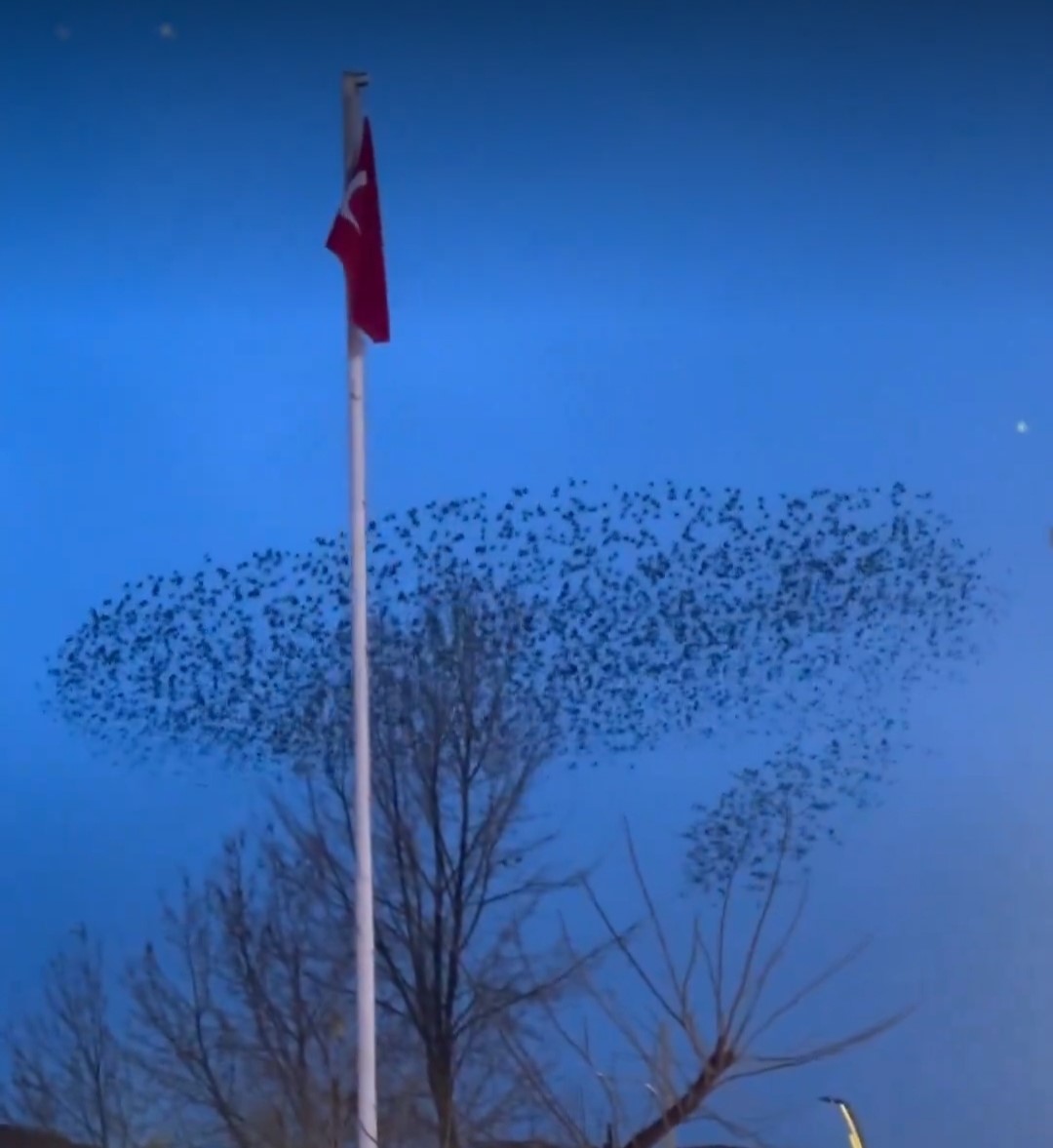 Kuşların Türk bayrağı çevresindeki mest eden dansı kamerada