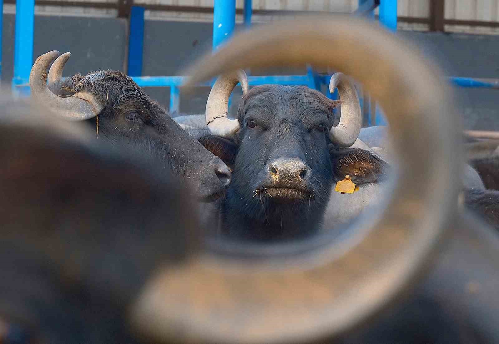 T&uuml;rkiye&rsquo;nin yeni manda ırkı Murana s&uuml;t verimi ile dikkat &ccedil;ekiyor
