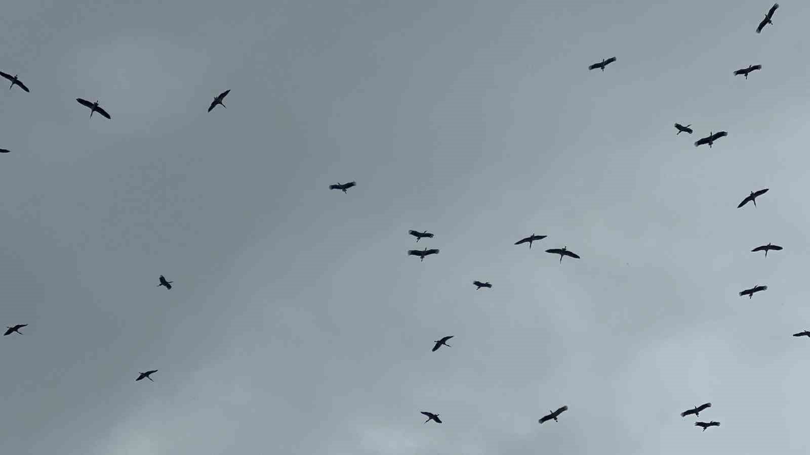 "Bolluk" müjdecisi leylek sürüsü Bursa semalarında görüldü