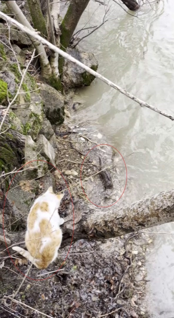 Kedi ile su samurunun saklamba&ccedil; oyunu kameraya yansıdı
