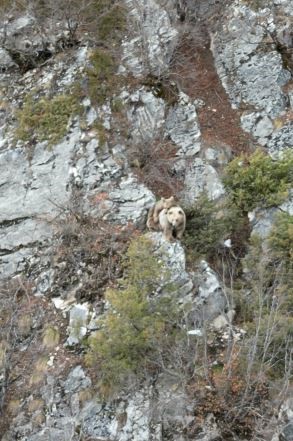 Anne boz ayı sırtındaki yavrusu ile dron kamerasına yakalandı