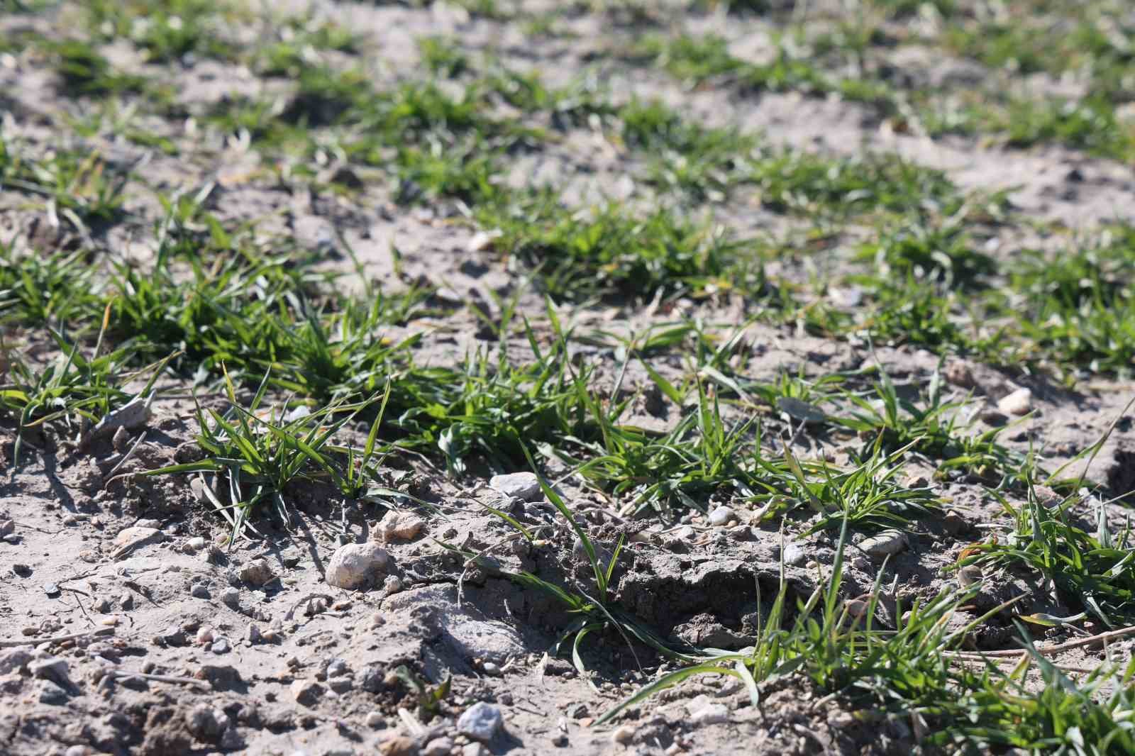 &Ccedil;ift&ccedil;ilere hububata hastalık gelmeden erken m&uuml;dahale uyarısı
