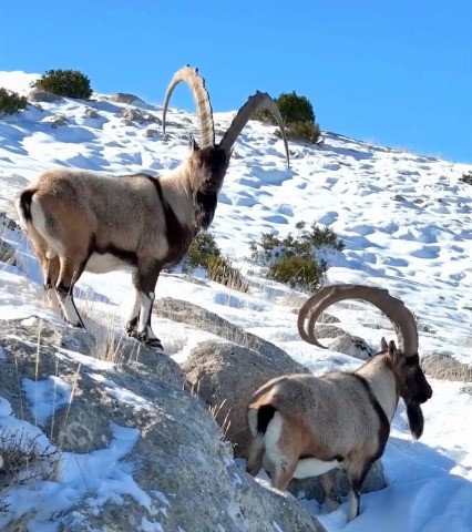 Kahramanmaraş&rsquo;ta yaban ke&ccedil;ileri g&ouml;r&uuml;nt&uuml;lendi
