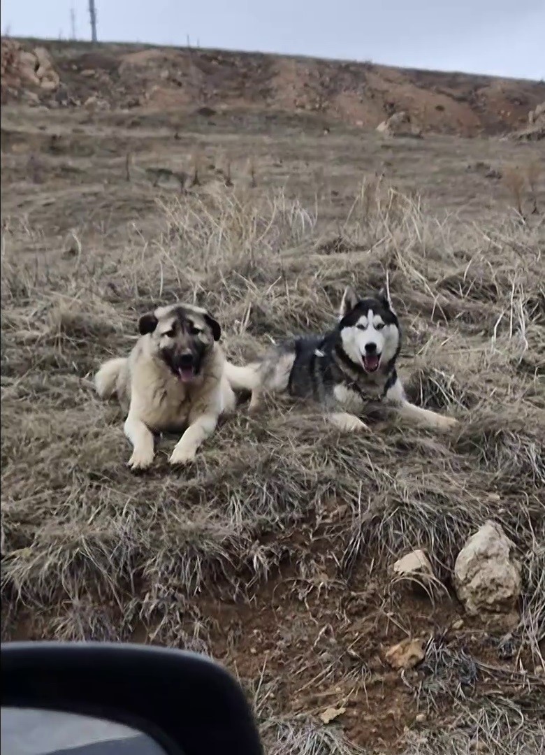 Yavru kangal g&ouml;nl&uuml;n&uuml; Sibirya kurduna kaptırdı
