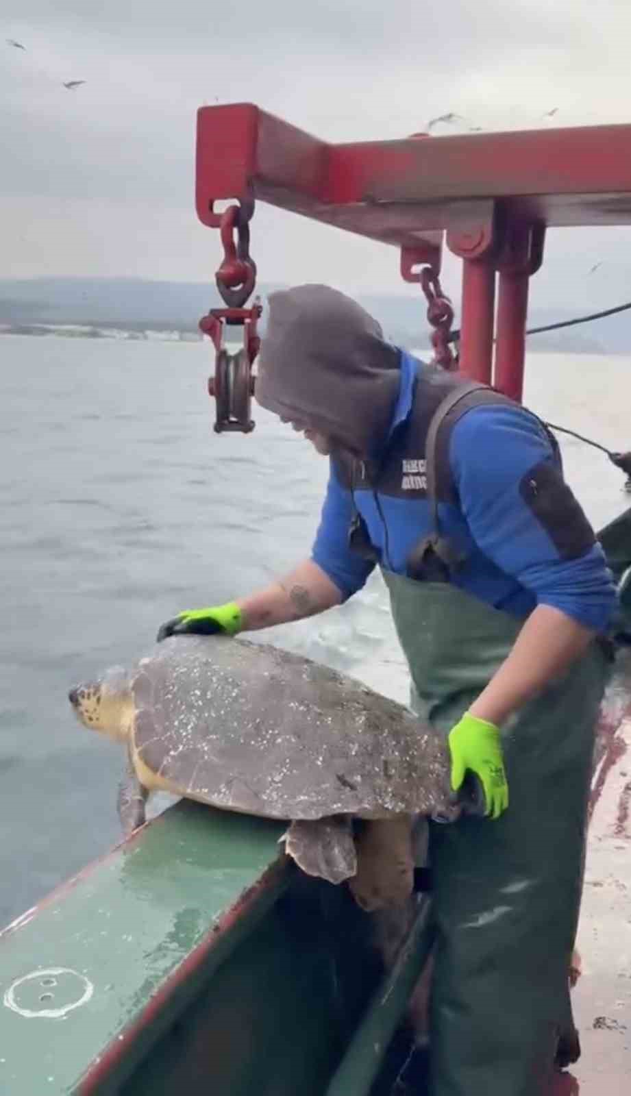 Gelibolu a&ccedil;ıklarında ağlara takılan caretta caretta denize geri salındı
